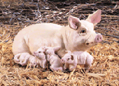 Image of ALAB PIG FAMILY