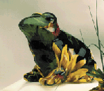 Image of PATCHWORK FROG-SUNFLOWER