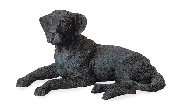 Image of ALAB BLACK LABRADOR LYING DOWN