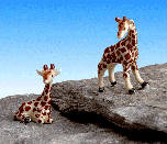 Image of MINI PORC GIRAFFE PAIR