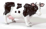 Image of PORC BLACK  WHITE MILK COW