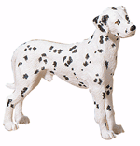 Image of ALAB STANDING DALMATION