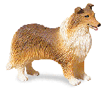Image of ALAB COLLIE STANDING