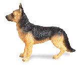 Image of ALAB STANDING GERMAN SHEPHERD