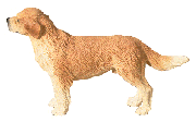 Image of ALAB STANDING GOLDEN RETRIEVER