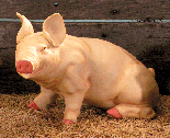 Image of PORC PINK PIG LAUGHING