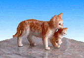 Image of PORC CAT CARRYING KITTEN