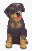 Image of ALAB. ROTTWEILER PUPPY