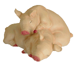 Image of PORC. SLEEPING PIGS