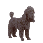 Image of ALAB. BLACK POODLE