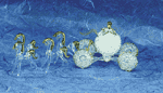 Image of SPUN GLASS CARRIAGE WHORSES