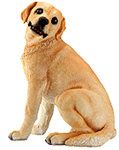Image of ALAB. LARGE GOLDEN LABRADOR