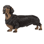 Image of ALAB DACHSHUND