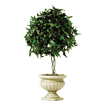 Image of IVY TOPIARY ON ALAB POT