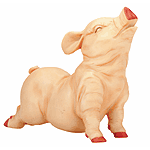 Image of Porc. Pudgy Pig Stretching