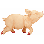 Image of Porc. Pig Running